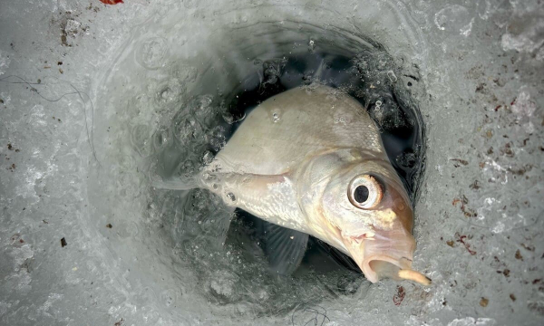 Обходите такую рыбу стороной: она просто кишит паразитами